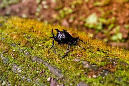 Eupatorus gracilicornis is Fighter in the jungle
