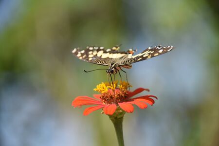 Butterflies fly on colorful flowers.