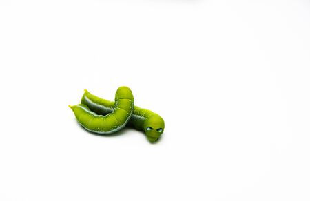 Green tea worm is very cute