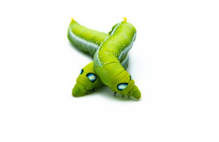 Green tea worm is very cute.の写真素材