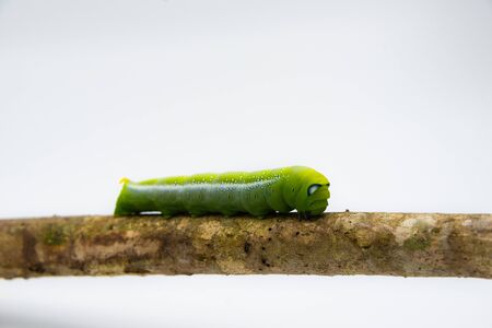 Green tea worm is very cute.の写真素材