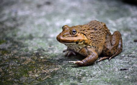 The brown frog is an amphibian animal in Asia.