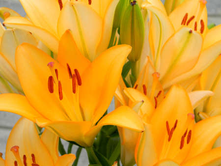 close up of a beautiful Lily in natural lightの写真素材