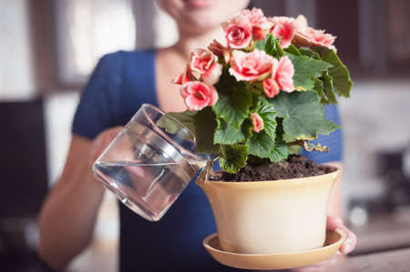 young woman arranging flowers, indoorsの写真素材