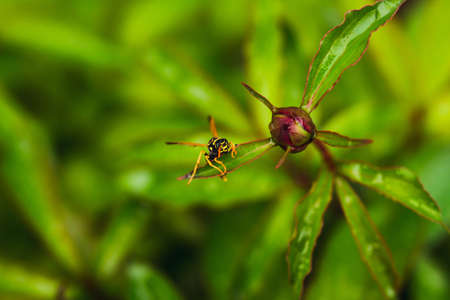wasp of the garden on a green wild flower. selective focus on head
