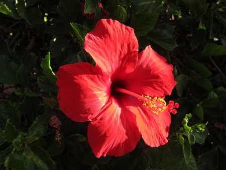 Red Sun-drenched Hibiscus Flowerの写真素材