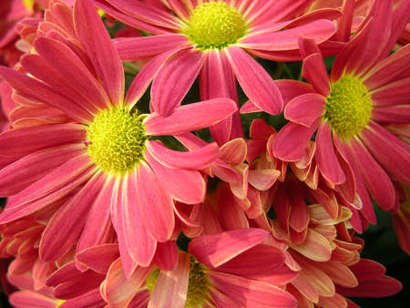 Pink and Yellow Gerbera Daisy Bunchの写真素材