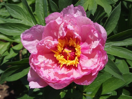 Sun-drenched Pink First Arrival Peonyの写真素材