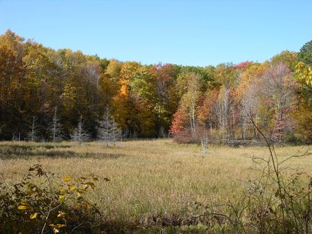 Fall Colorsの写真素材