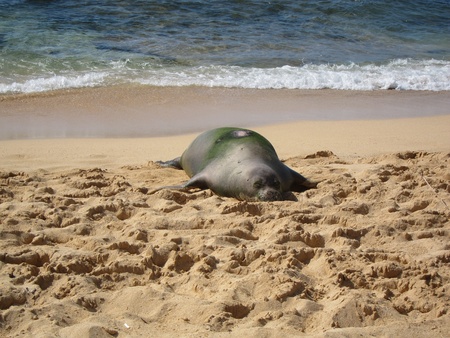 Sleeping Hawaiian Monk Seal Resting on Kauai Poi Pu Beachの写真素材
