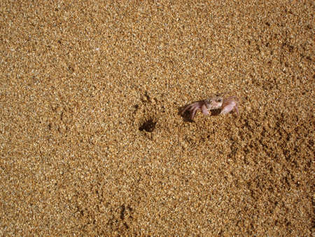 Little Crab on Beachの写真素材