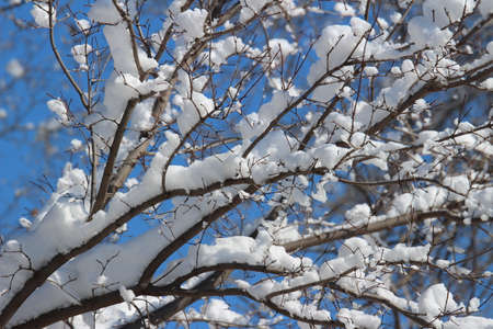 Snow Covered Tree Branches with Blue Skyの写真素材