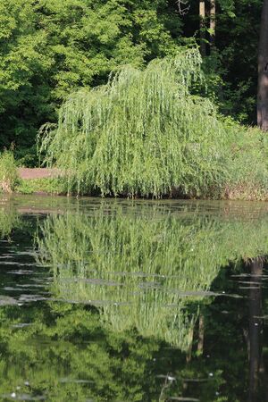 Willow Tree Reflection in Pondの写真素材