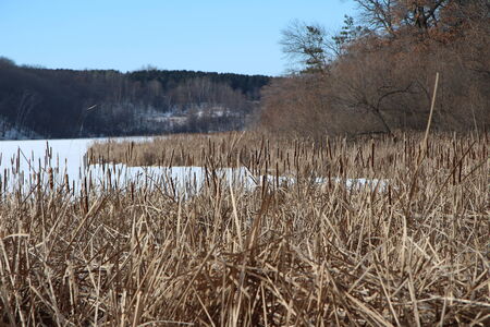 Sea of Cattails in the Winterの写真素材