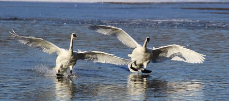 Trumpeter Swans Landingの写真素材