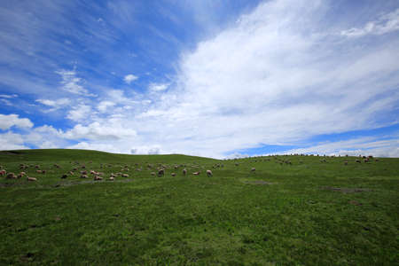 Flock and the grasslandの写真素材