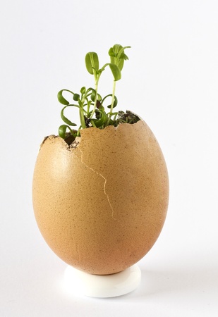 Garden cress growing in an empty egg shellの写真素材