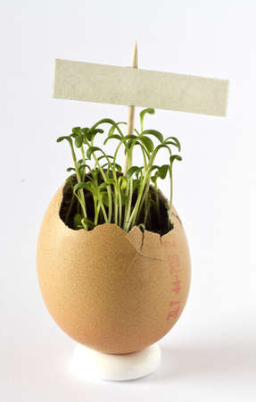 Garden cress growing in an empty egg shell with signの写真素材