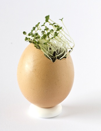 Summer savory growing in an empty egg shellの写真素材