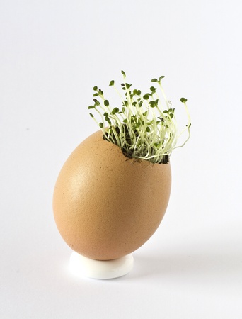 Summer savory growing in an empty egg shellの写真素材