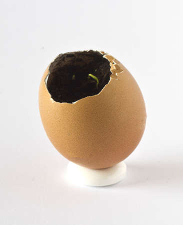 Parsley growing in an empty egg shell
