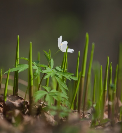 Wood anemone in natural habitatの写真素材