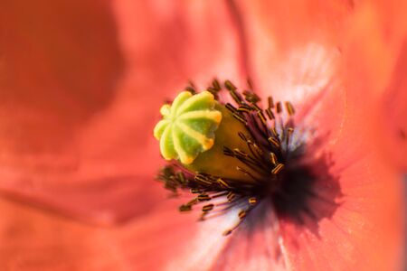 Red poppy closeupの写真素材