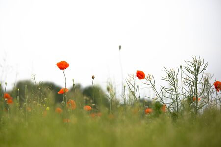 Beautiful red poppies in a meadowの写真素材