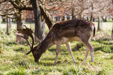 Beautiful portrait of a deer roaming free in the parkの写真素材