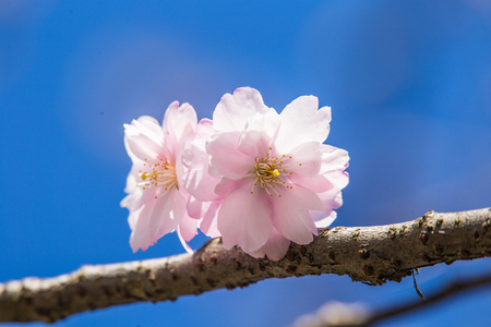 A beautiful blooming sakura blossom close-up on a blue sky background in springの写真素材