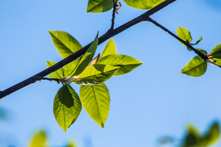 A beautiful closeup of young bird cherry leaves in springの写真素材