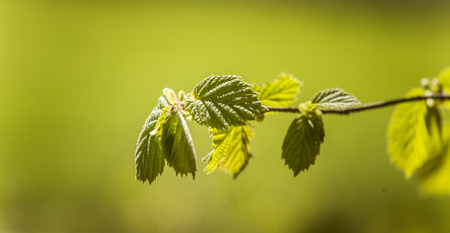 Beautiful blooming hazel nut tree leaves in springの写真素材