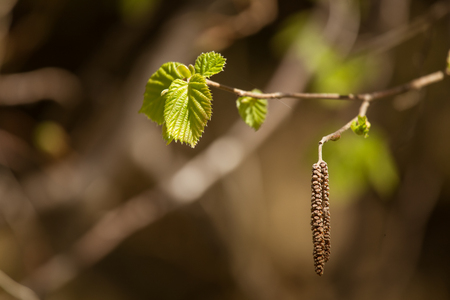 Beautiful blooming hazel nut tree leaves in springの写真素材
