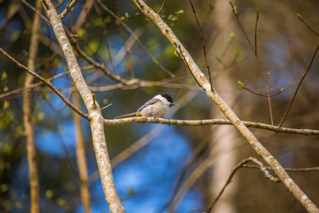 A beautiful small forest tit during nesting seasonの写真素材