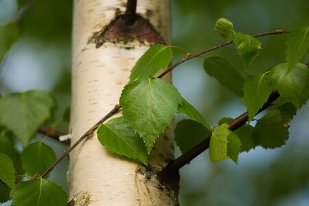 A beautiful closeup of a birch branches in springの写真素材
