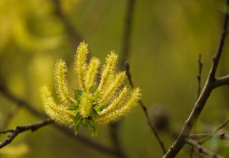 A beautiful closeup of a willow tree branches in springの写真素材