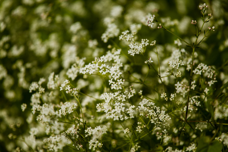 Beautiful white tiny flowers in a natural habitat in summer in meadowの写真素材