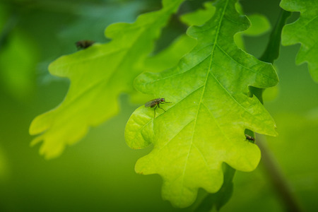 Beautiful vibrant oak leaves in a summer day