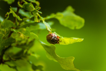 Beautiful vibrant oak leaves in a summer dayの写真素材