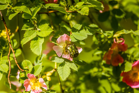 Beautiful wild rose bush blooming in a meadow in summerの写真素材