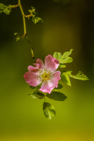 Beautiful wild rose bush blooming in a meadow in summerの写真素材