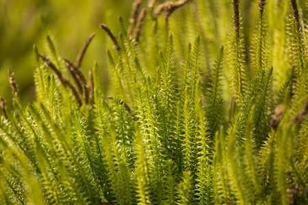 Beautiful, fresh creeping cedars in a natural habitat in early spring.の写真素材