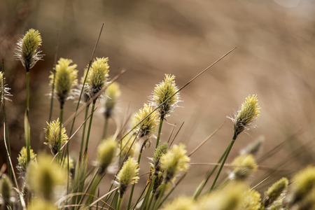 Beautiful hares-tail cottongrass in a natural habitat in early spring.の写真素材