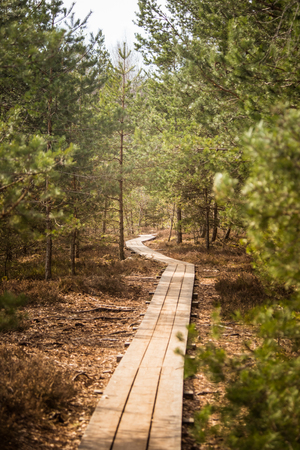 A beautiful wooden footpath in a early spring marshの写真素材
