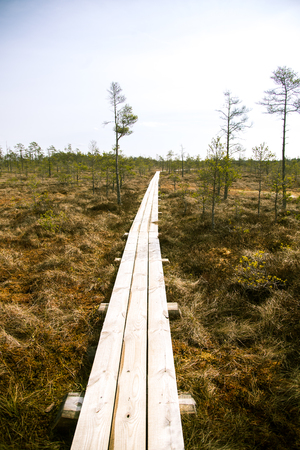 A beautiful wooden footpath in a early spring marshの写真素材
