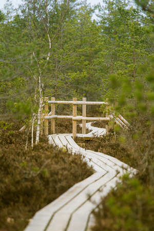 A beautiful wooden footpath in a early spring marshの写真素材
