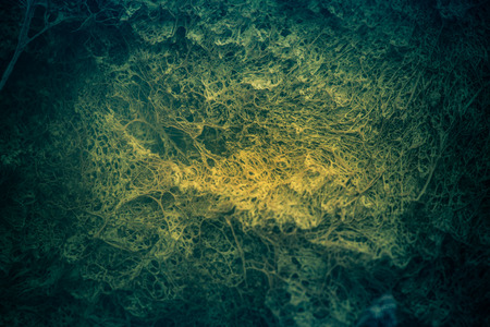 A strange looking underwater structures in a pond with sulfur sludge