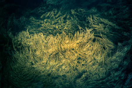 A strange looking underwater structures in a pond with sulfur sludgeの写真素材
