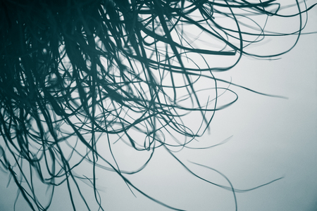 A beautiful, abstract, monochrome reflection on the grass in the marshの写真素材