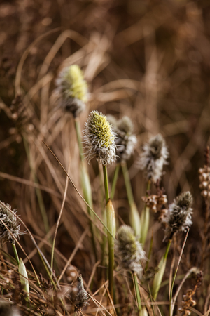 Beautiful hares-tail cottongrass in a natural habitat in early spring.の写真素材